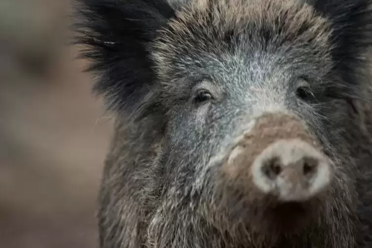 Das Wildschwein machte auf seiner Flucht James Bond alle Ehre. 