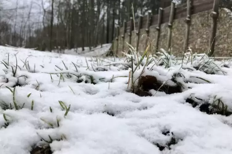 Winterlicher Keltenwall.