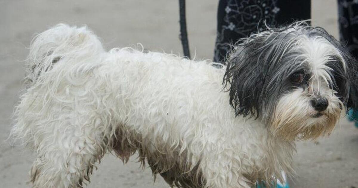 Landau Unbekannter überfährt zwei Hunde Pfalz DIE RHEINPFALZ