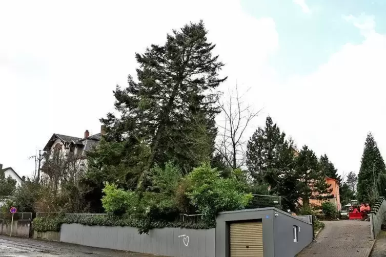 Die Lembergerstraße musste voll gesperrt werden, wegen einem umgefallen Baum.