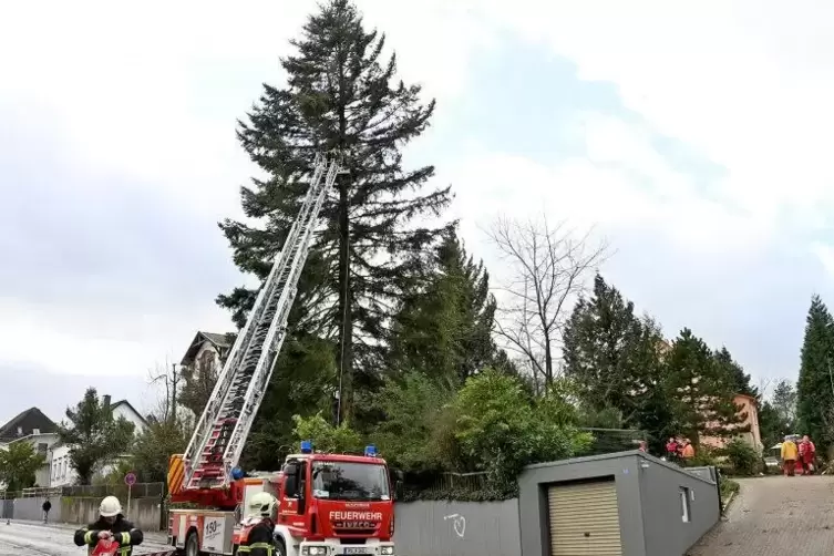 Baum in Lemberger Straße